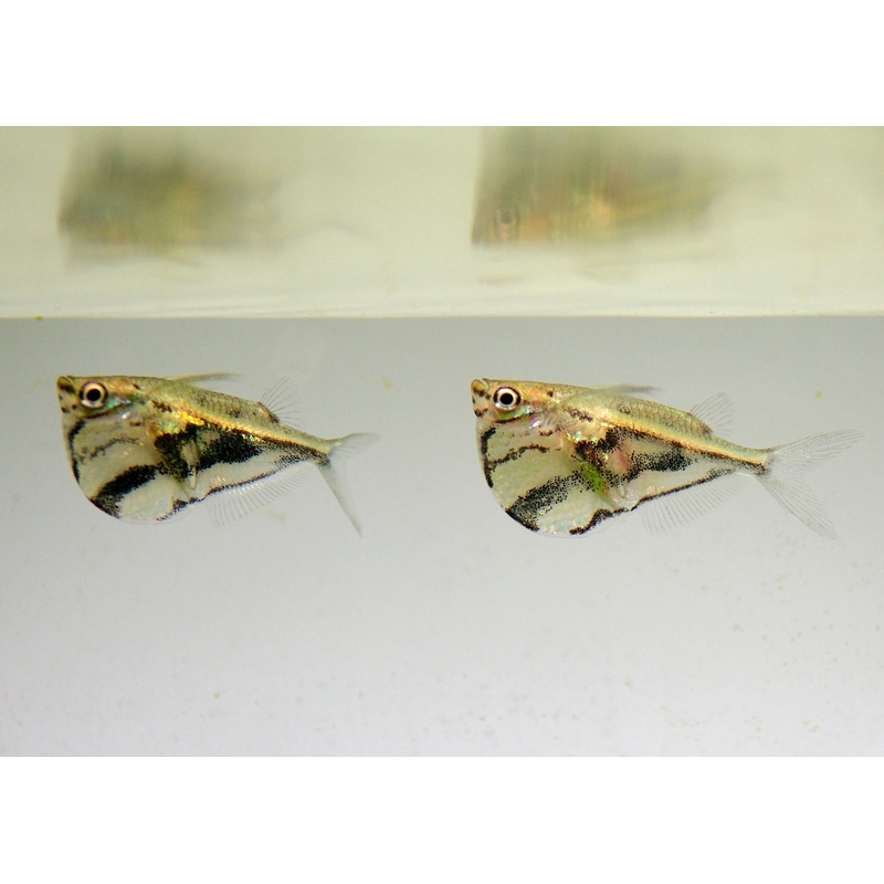 Hatchetfish - Marble