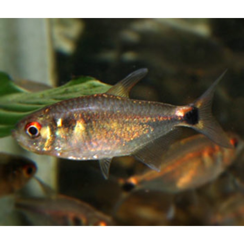 Head & Tail Light Tetra
