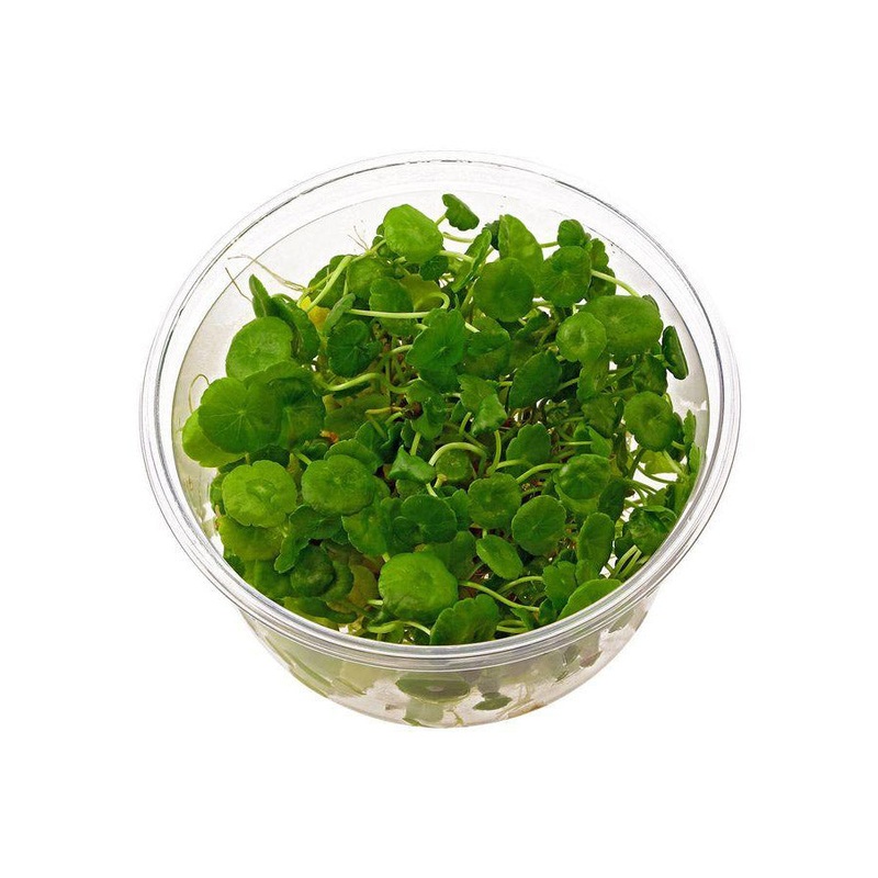 Hydrocotyle Verticillata Tissue Culture