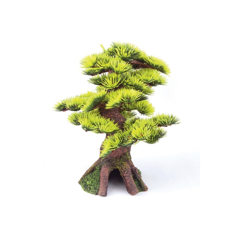 Kazoo - Bonsai Plant