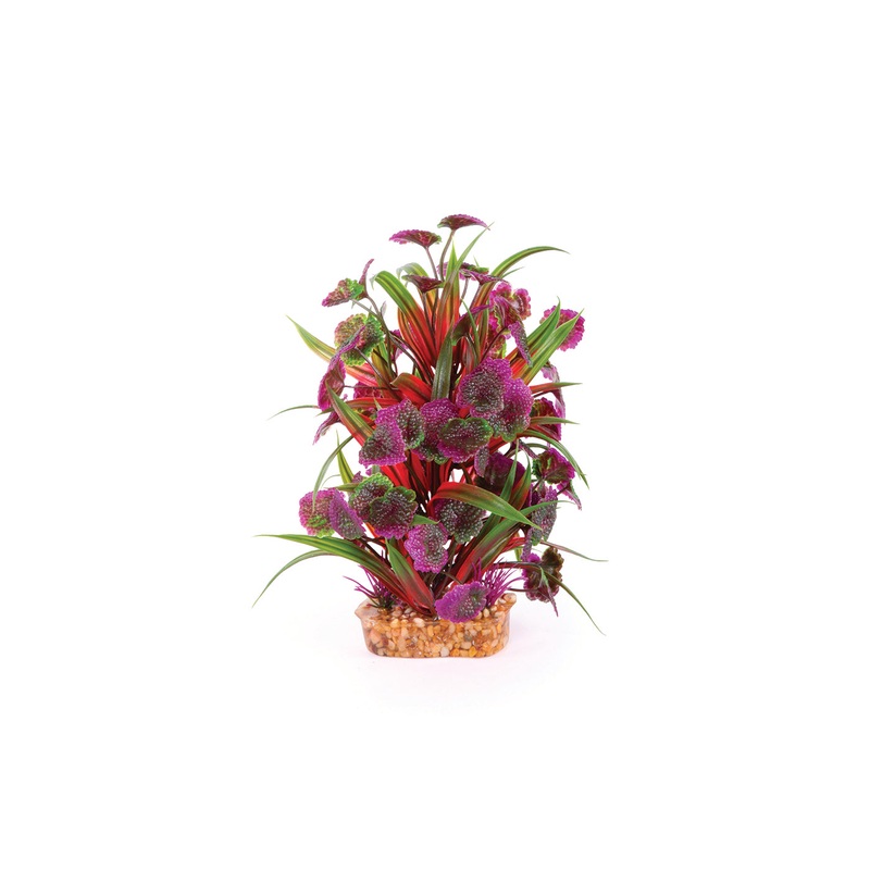 Kazoo Thin Leaf With Maroon Flower Combination Plant