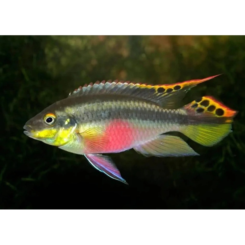 Kribensis
