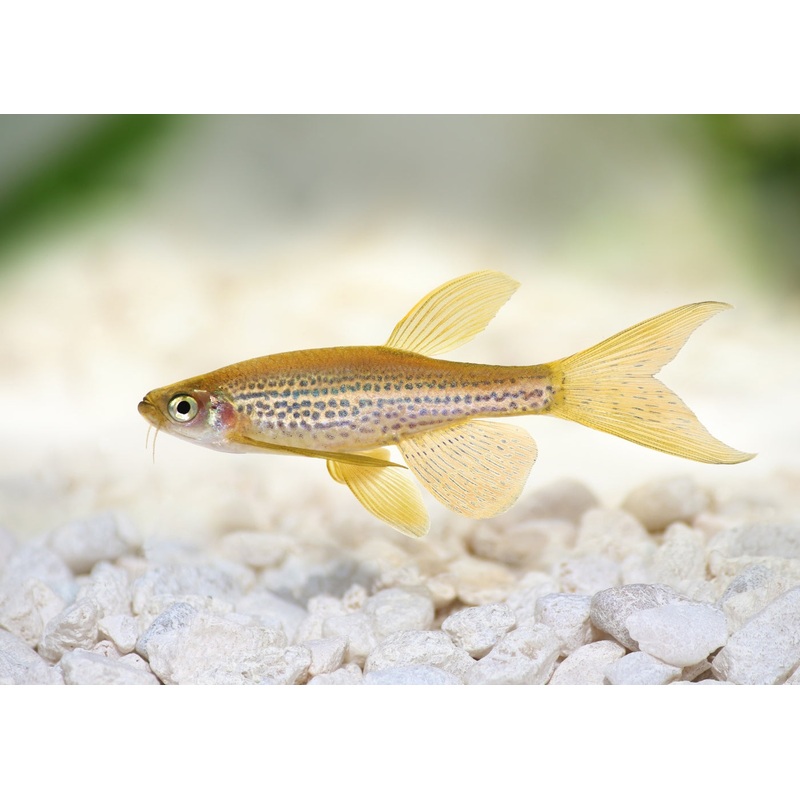 Leopard Danio - Longfin Special (6 for $20)