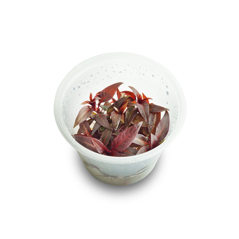 Ludwigia Glandulosa Tissue Culture