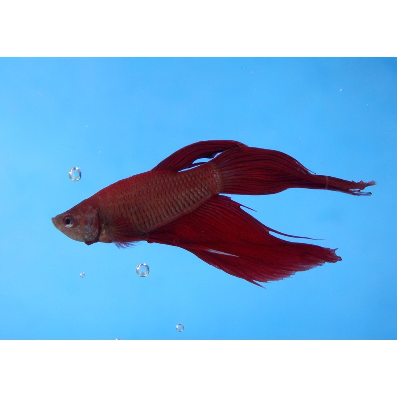 Male Longfin Betta