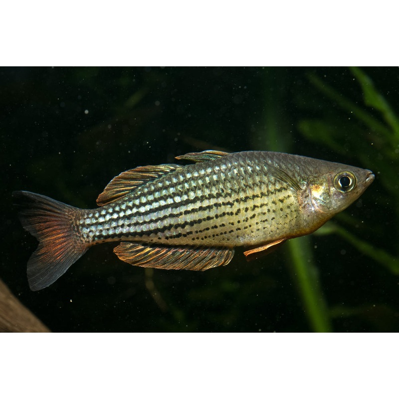 Mccullochs Rainbowfish - Moa Island