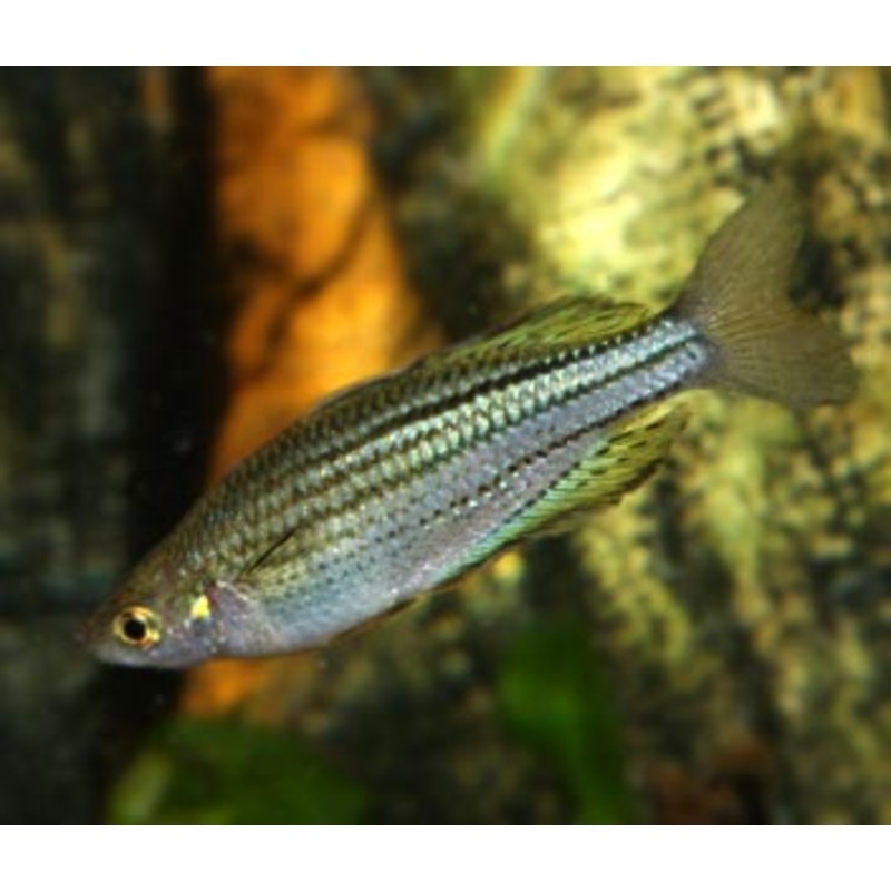 Mccullochs Rainbowfish - Skull Creek
