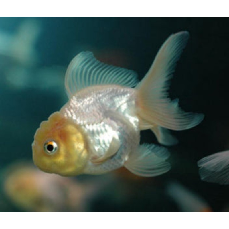 Oranda White
