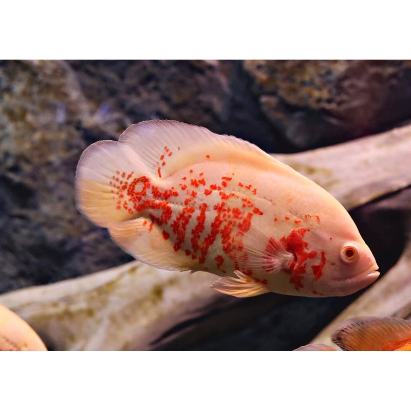 Oscar Albino