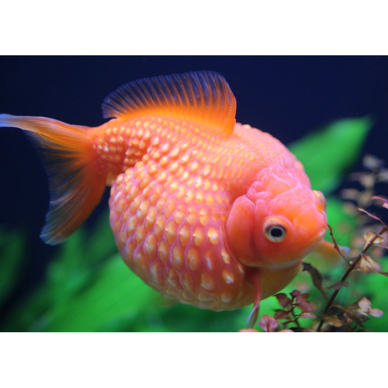 Pearlscale - Crown Red and White