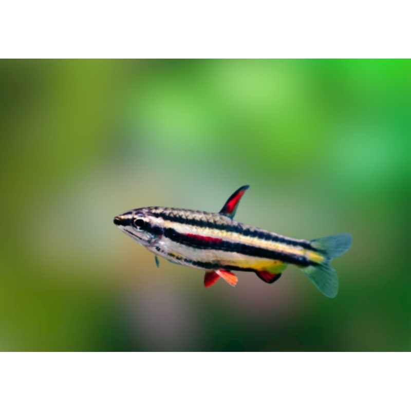Pencil Fish - Dwarf