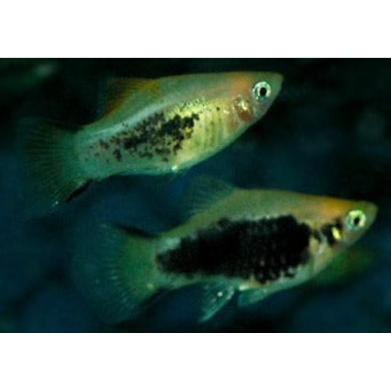 Platy Glowlight Comet Tuxedo