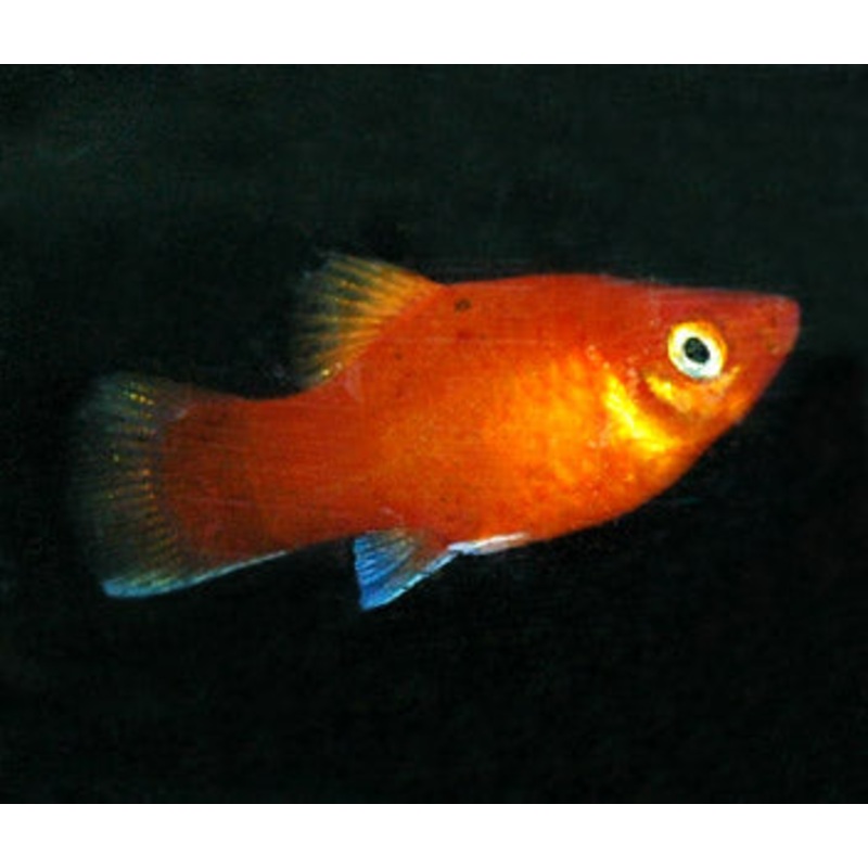 Platy Red Coral