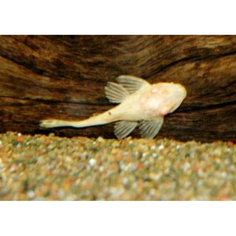 Plecostomus Sailfin - Gibbiceps - Albino