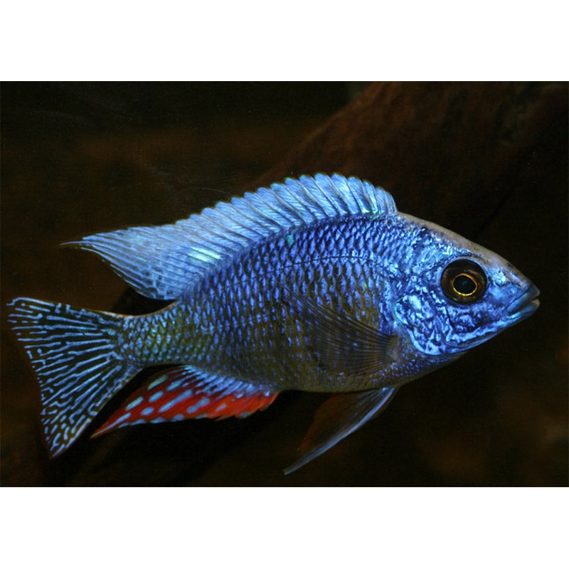 Protomelas Species Taiwan Reef