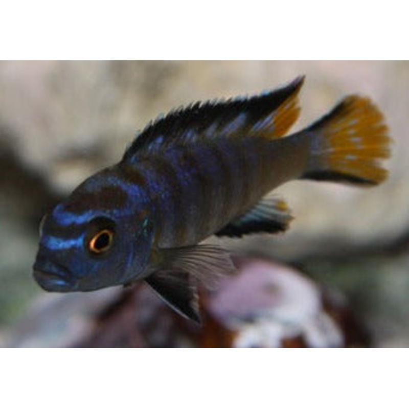 Pseudotropheus Elongatus Mphanga