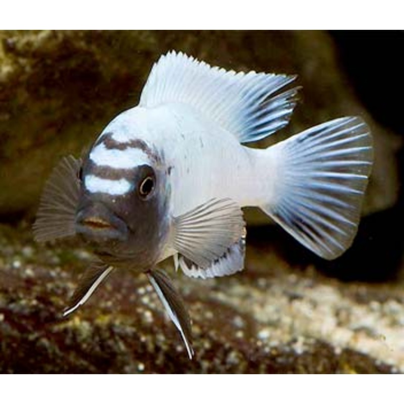 Pseudotropheus Species Polit
