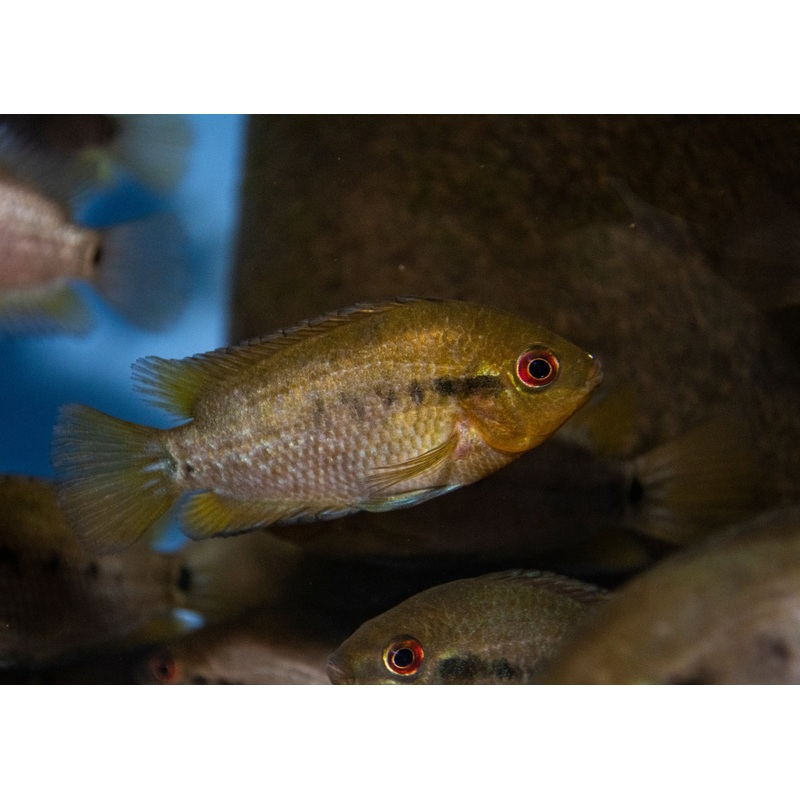 Rainbow Cichlid