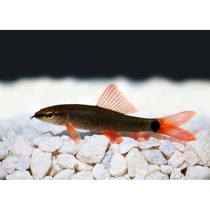 Rainbow Shark