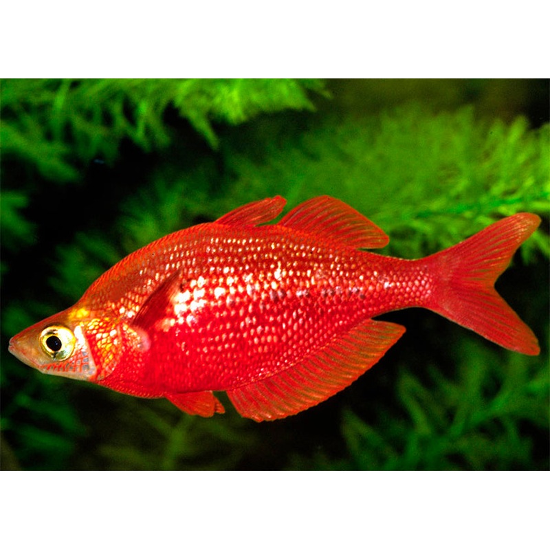 Red Rainbowfish - Balloon