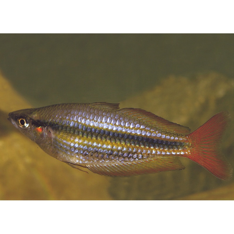 Western Rainbowfish - Kambalgie Ck