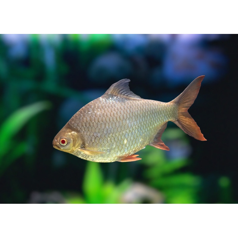 Albino Tinfoil Barb
