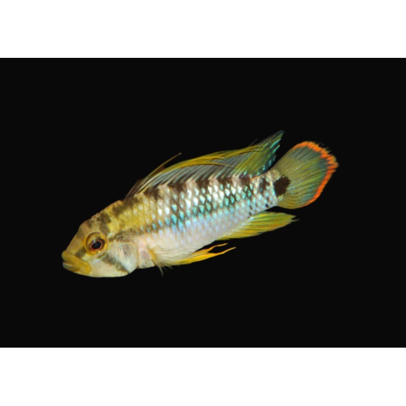 Apistogramma Sp. Inka-50