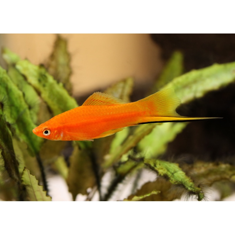 Assorted Swordtail Specail (6 for $30)