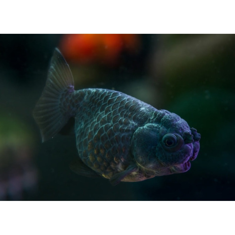 Black Ranchu