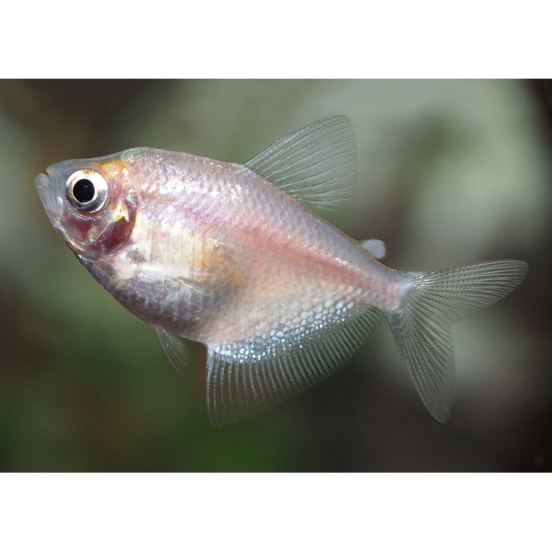 Black Widow Tetra - Gold