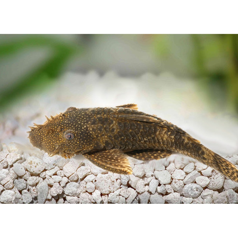 Bristlenose Catfish