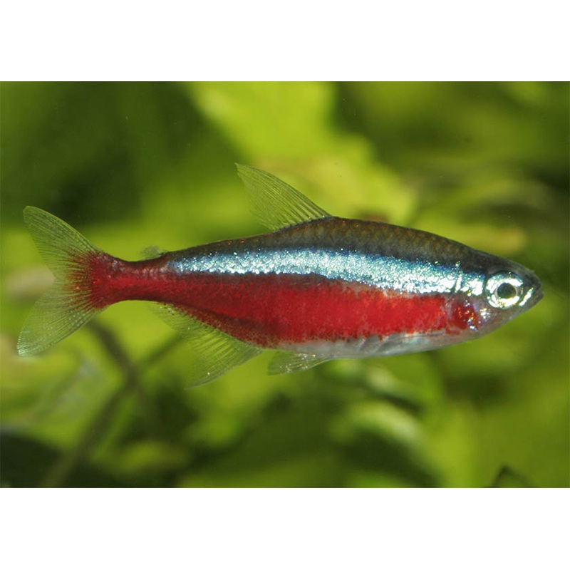 Cardinal Tetra Special (10 for $35)