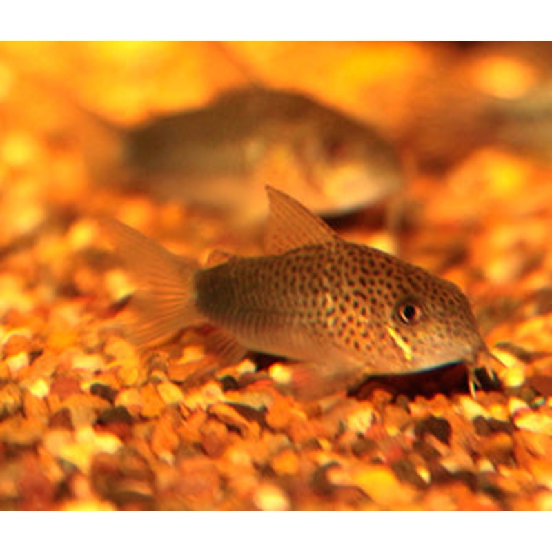 Corydoras - Similis