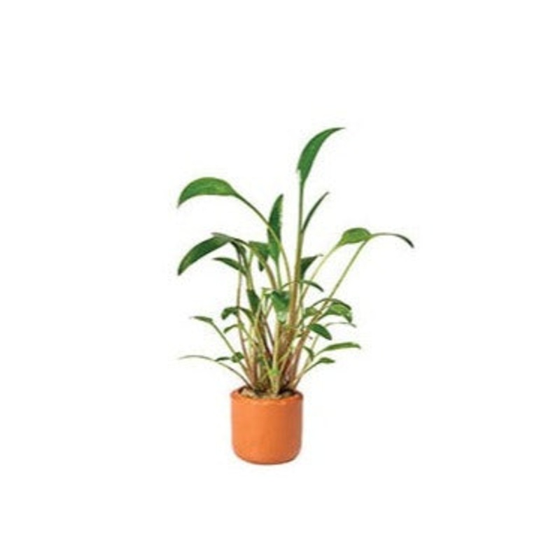Cryptocoryne Willisii in Terracotta Pot