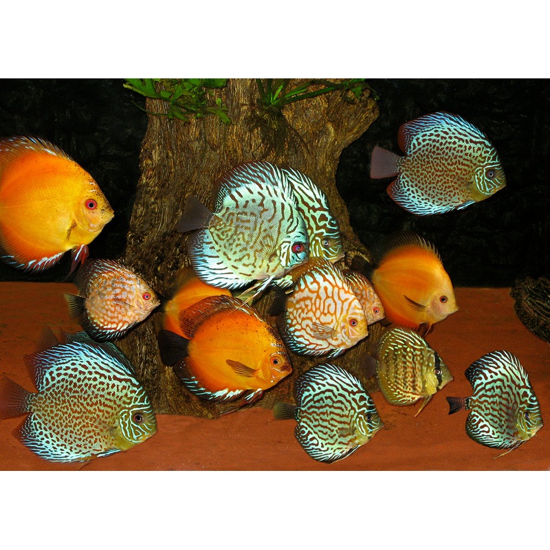 Discus - Assorted