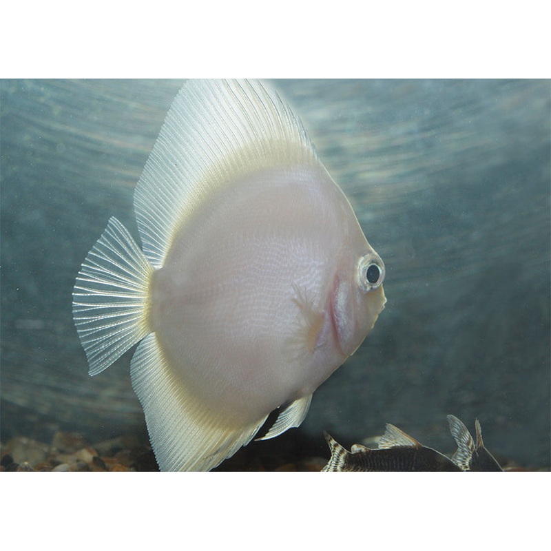 Discus - Snakeskin/Turquoise