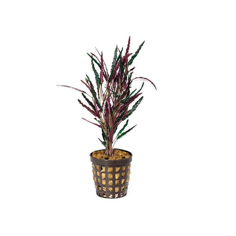 Dragons Flame in Mesh Pot