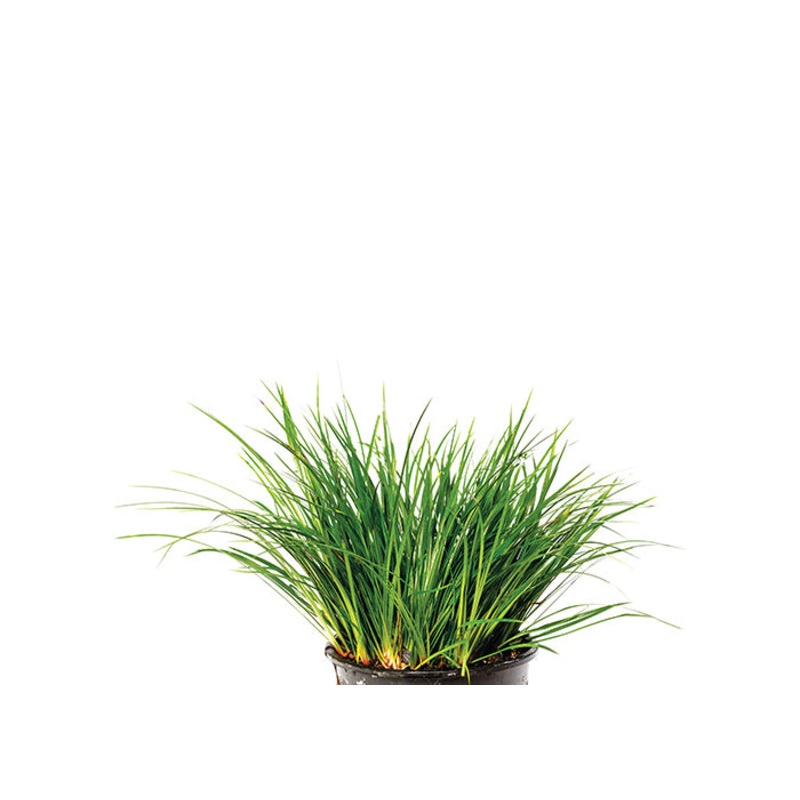 Dwarf Green Rush