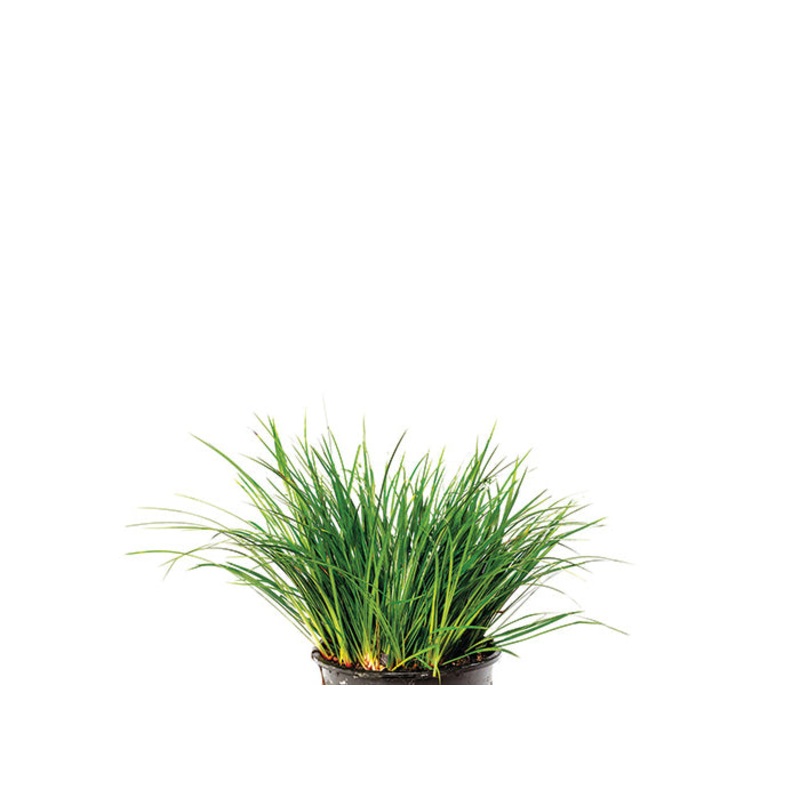 Dwarf Green Rush in Mesh Pot