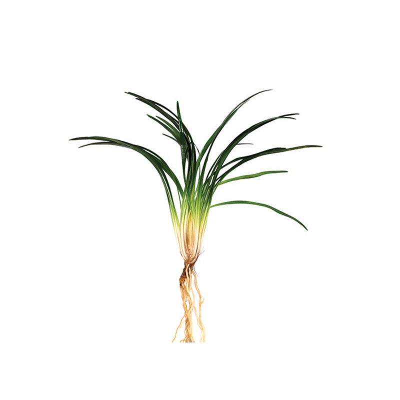 Dwarf Pongol