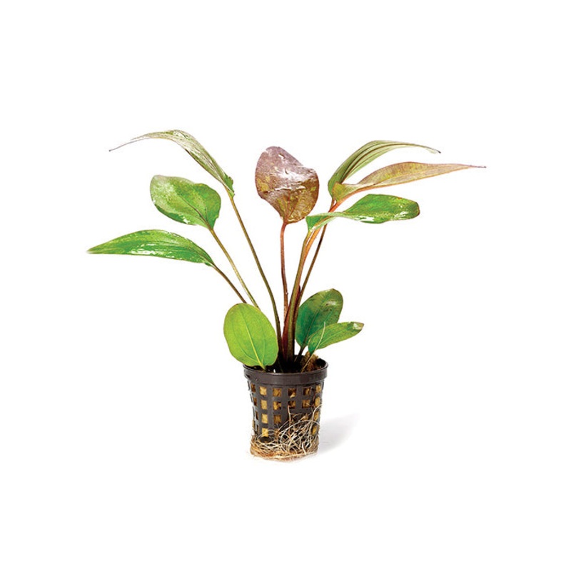 Echinodorus Red Flame in Mesh Pot