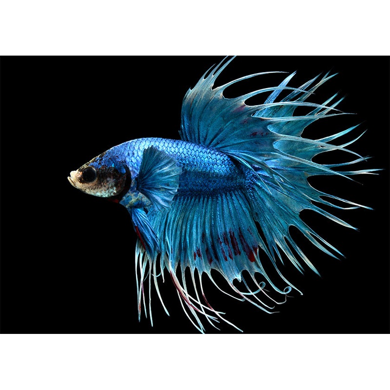 Fighter - Crowntail