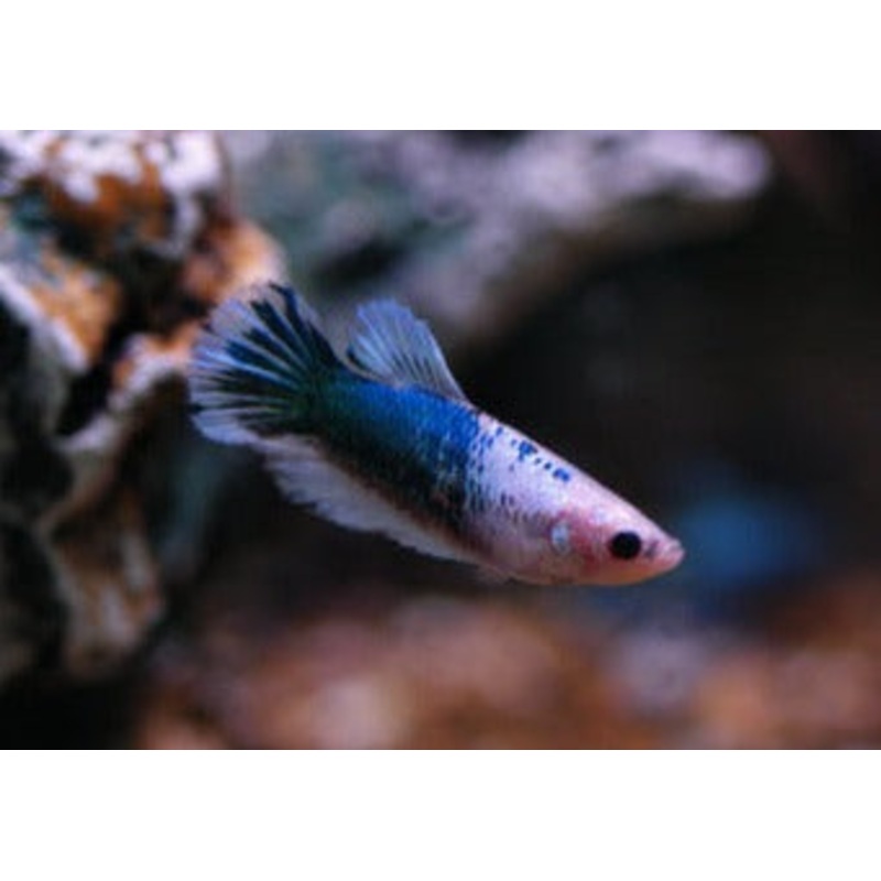 Fighter Female Halfmoon