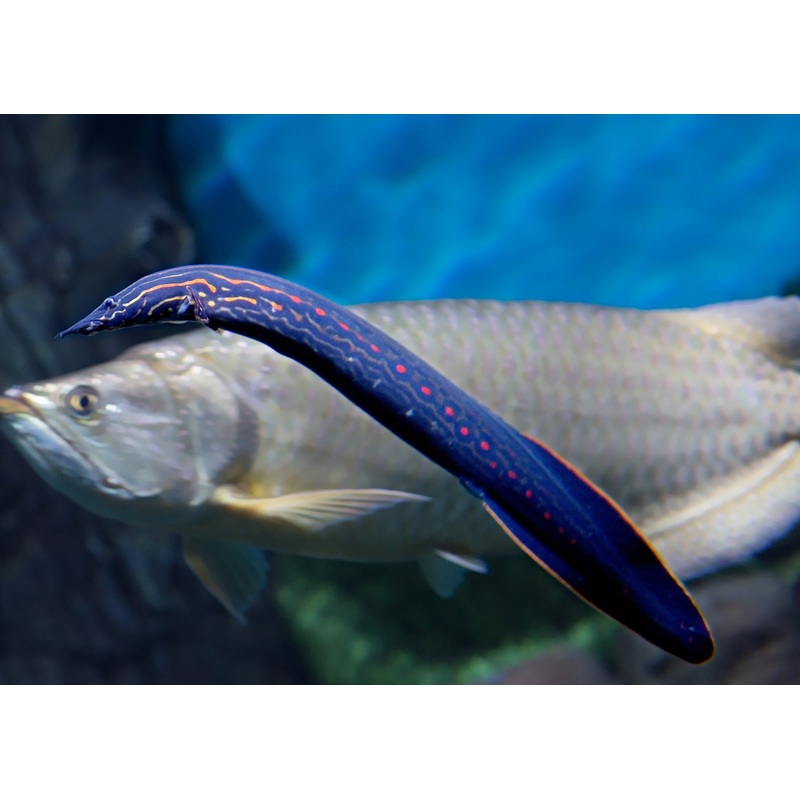 Fire Eel