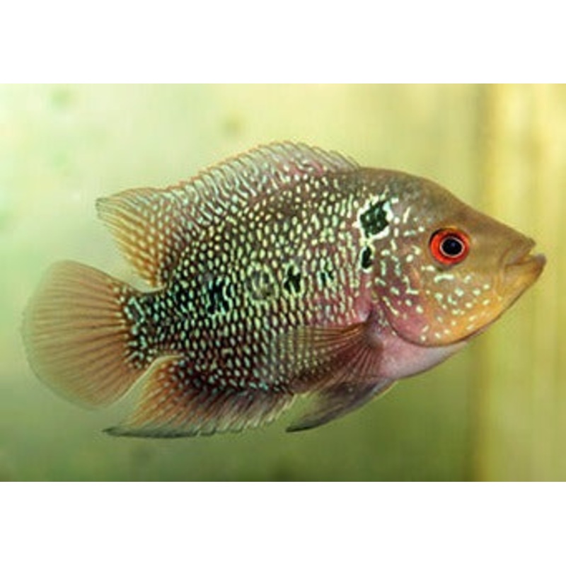 Flowerhorn Cichlid