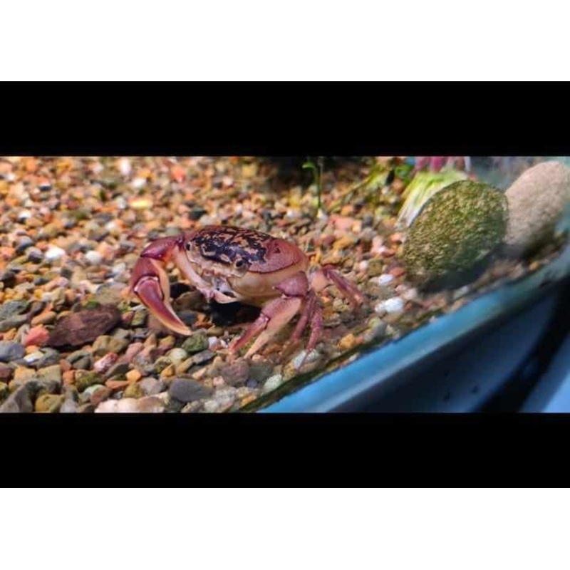 Freshwater Crab