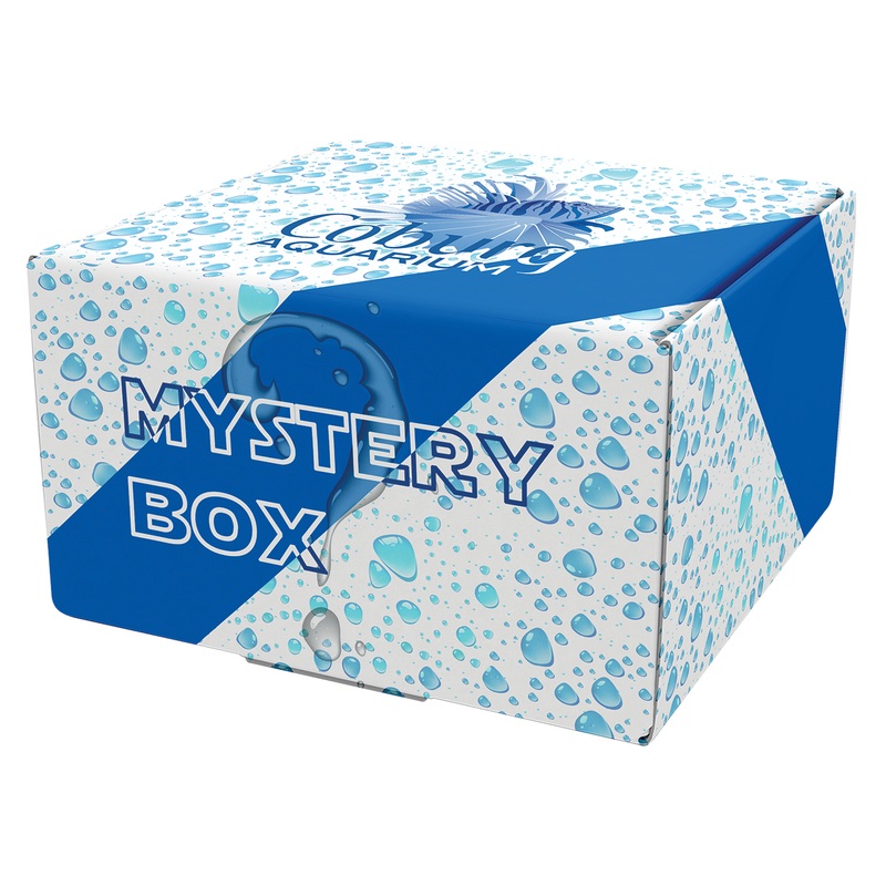 Goldfish Mystery Box