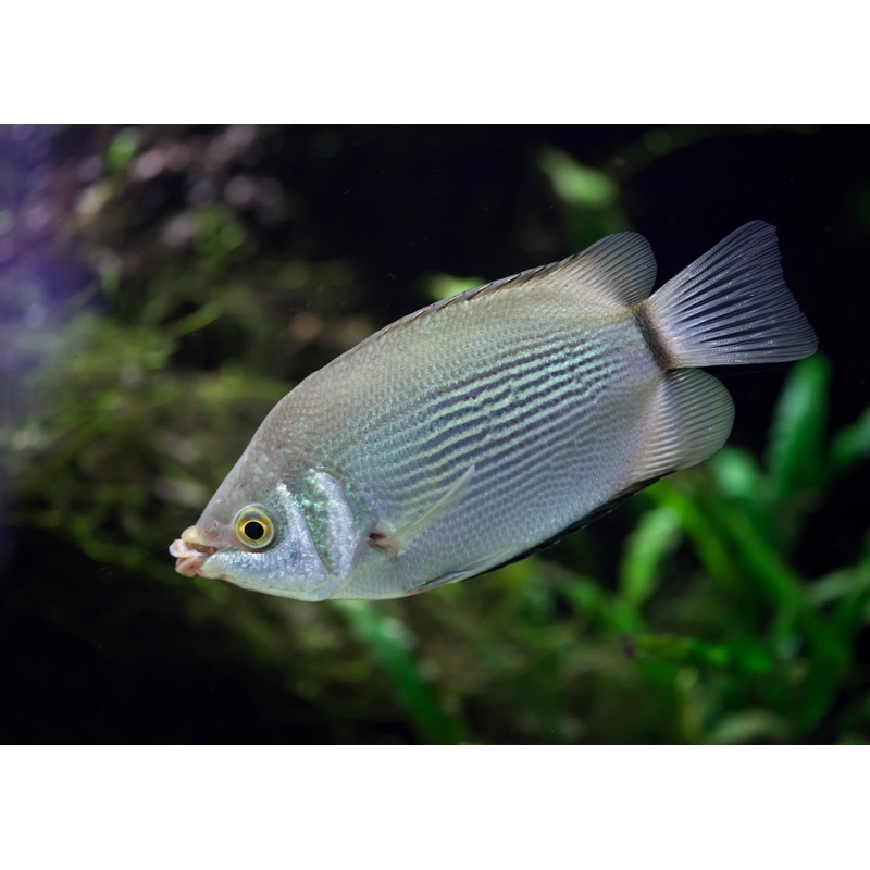Gourami - Kissing Green