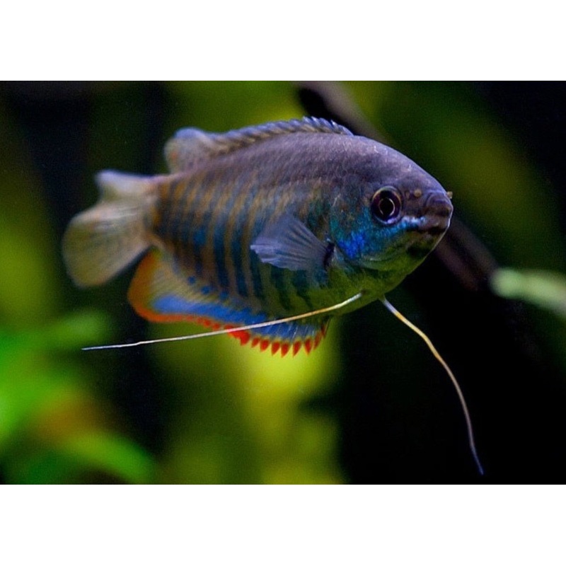 Gourami Thicklip