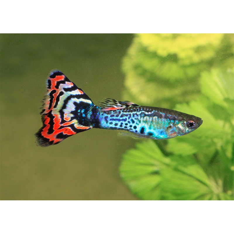Guppy Male Assorted